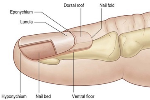SF Fungal Nail Treatment Clinic